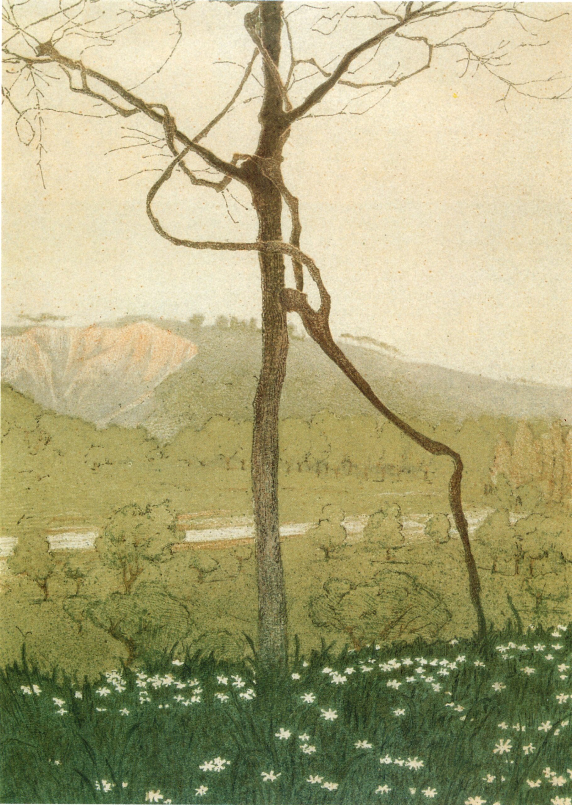 imm ugonia 2 – l_olmo e la vite